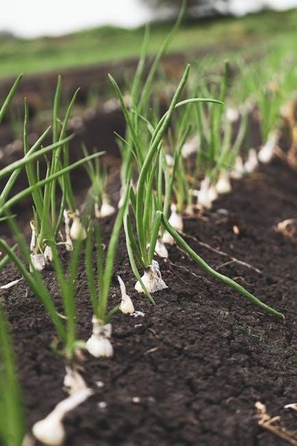 dixondale farms onion planting guide