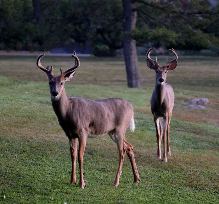 rockaway hunting club membership fees pdf